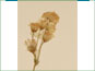 Le groupe de têtes de fleurs jaunes de Packera streptanthifolia