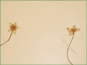 Solitary Parnassia glauca flowers