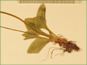 Basal Parnassia kotzebuei leaves with short stalks