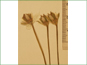 Les fleurs solitaires de Parnassia kotzebuei