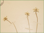 La fleur solitaire de Parnassia palustris var. montanensis 
