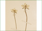 La fleur crème-coloré de Parnassia palustris var. montanensis