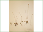Herbarium specimen of Parnassia palustris var. parviflora