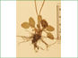 Les feuilles basaux de Parnassia palustris var. parviflora avec les pétioles courtes