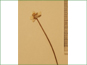 La fleur solitaire de Parnassia palustris var. parviflora
