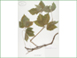 Le spécimen d'herbier de Parthenocissus vitacea