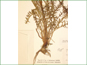 Les feuilles basaux de Pedicularis groenlandica ssp. groenlandica