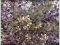 Pedicularis labradorica in black spruce woods