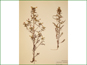 Le spécimen d'herbier de Pedicularis labradorica