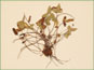 Le spécimen d'herbier de Pellaea glabella ssp. occidentalis