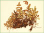 Les frondes de Pellaea glabella ssp. occidentalis avec les rhizomes compacts
