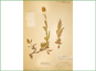 Herbarium specimen of Penstemon confertus