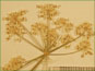 Ombelle composée de Perideridia gairdneri ssp. borealis avec les fleurs jaunes