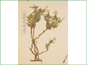 La plante de Phlox alyssifolia ssp. alyssifolia avec les fleurs blanches