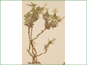 La plante de Phlox alyssifolia ssp. alyssifolia avec les fleurs blanches