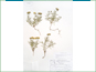 Le spécimen d'herbier de Picradeniopsis oppositifolia