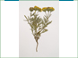 La plante de Picradeniopsis oppositifolia avec une racine épaisse