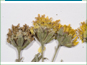 Les têtes de fleurs jaunes de Picradeniopsis oppositifolia 