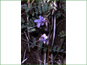 Pinguicula villosa in a sphagnum bog
