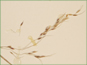 Panicule de Piptatherum canadense avec les fleurons darêtées
