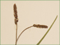 Les épis longues de Plantago maritima var. juncoides
