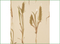 Les épis de Plantago patagonica var. spinulosa avec les bractées darêtées