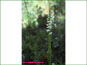 Live Platanthera dilatata var. dilatata plant in moist woods
