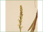 Spike-like raceme of Platanthera dilatata var. dilatata flowers