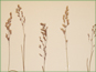 Les panicules contractées de Poa arctica ssp. lanata