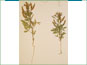 Les plantes de Polanisia dodecandra ssp. dodecandra avec les racines épaisses