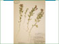 Le spécimen d'herbier de Polanisia dodecandra ssp. trachysperma