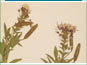 Les plantes de Polanisia dodecandra ssp. trachysperma avec les fleurs et les fruits