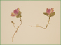 La plante de Polygala paucifolia avec les fleurs roses