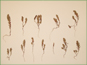 Le spécimen d'herbier de Polygonum polygaloides ssp. confertiflorum