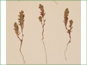 Les plantes de Polygonum polygaloides ssp. confertiflorum avec les racines épaisses