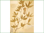 Herbarium specimen of Populus angustifolia