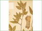 Les feuilles elliptiques et écorce grisâtre de Populus angustifolia