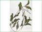 Le spécimen d'herbier de Potamogeton amplifolius