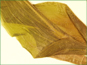 La feuille immergé de Potamogeton amplifolius