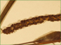 Terminal spikes of Potamogeton amplifolius flowers