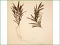 Le spécimen d'herbier de Potamogeton robbinsii