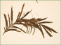 La plante de Potamogeton robbinsii avec les feuilles alternatives