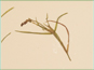 La plante de Potamogeton strictifolius avec les fleurs