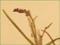 Les fleurs brunes de Potamogeton strictifolius dans un épi