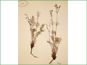 Le spécimen d'herbier de Potentilla bimundorum