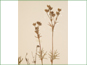 Open cyme of mature Potentilla bimundorum flowers