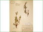 Herbarium specimen of Potentilla diversifolia var. diversifolia