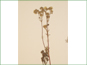 Les fleurs blanches de Potentilla nivea ssp. pentaphylla dans un cyme ouvert