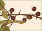 Red Prunus americana fruits