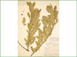 Herbarium specimen of Prunus pumila var. besseyi